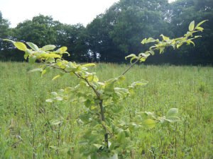 The Hornbeam breaks into leaf in 2017