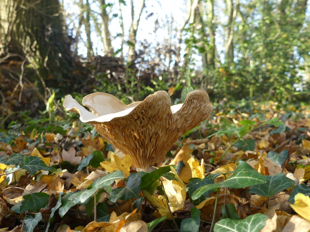 Wood Blewit in Vicarage Grove ancient woodland