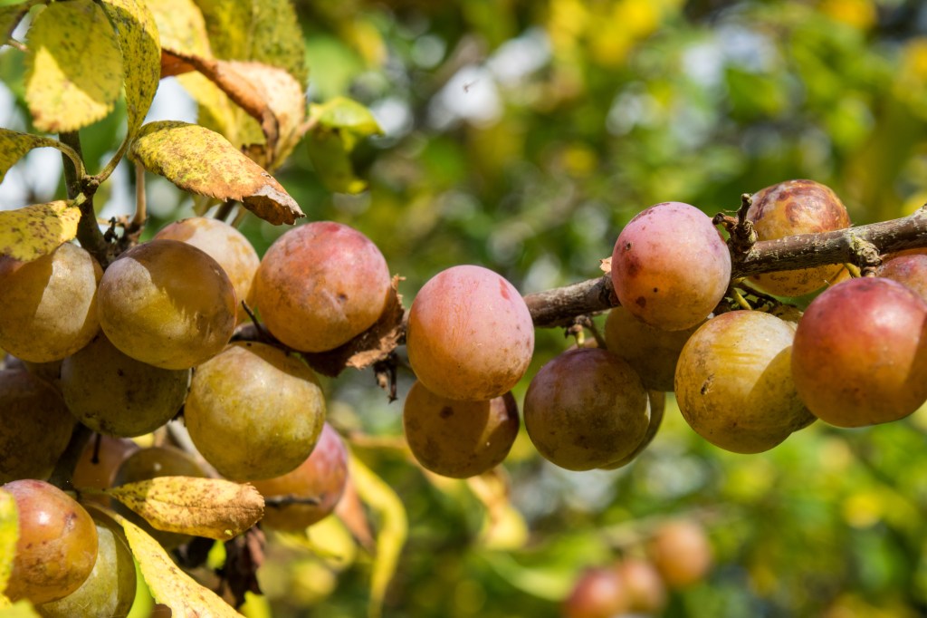 Bullaces in a Grove Piece Hedge