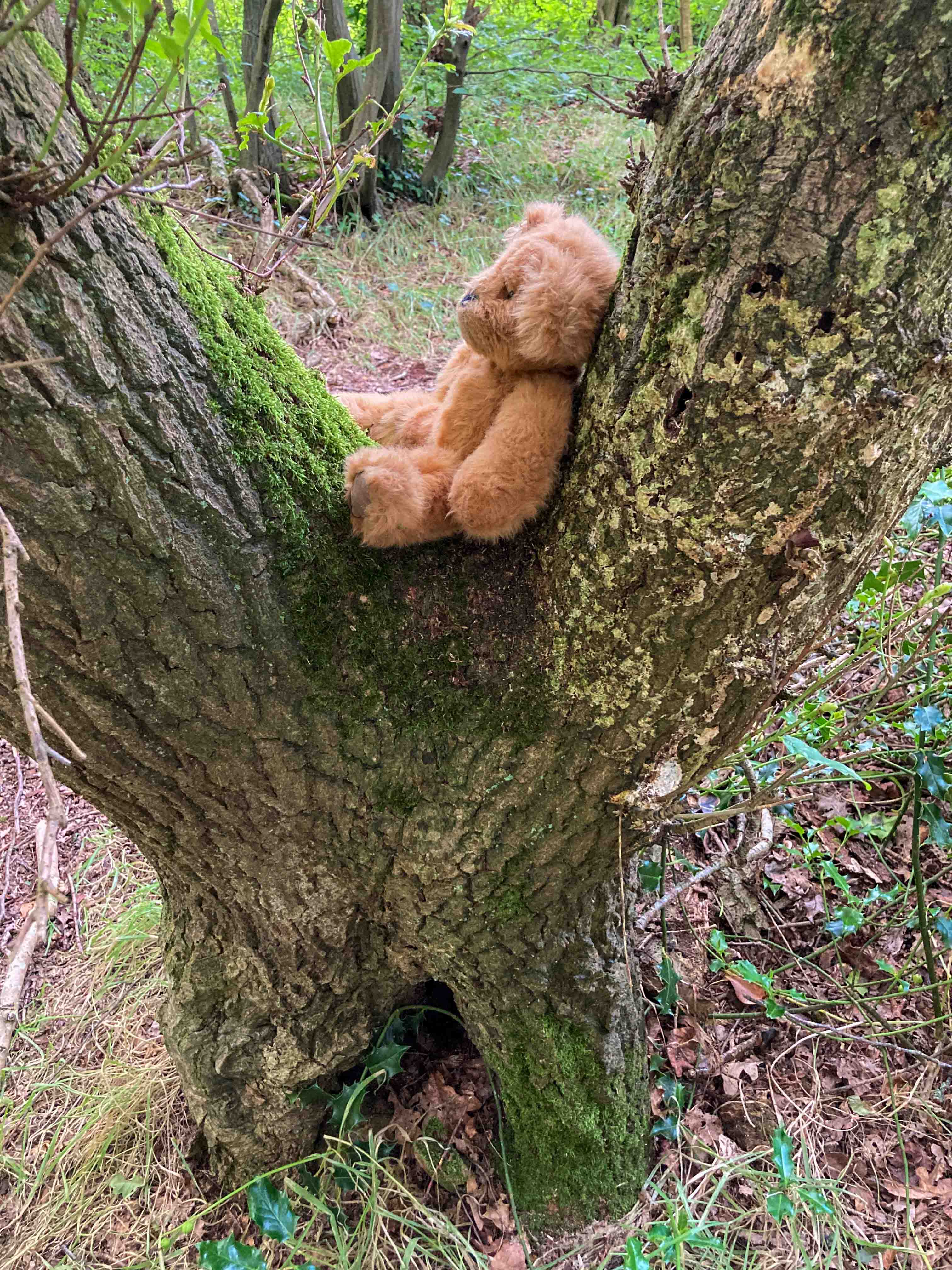 Bears in Grove Woods – Blyth Woods